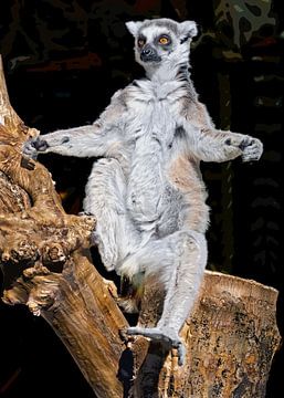 Ring-tailed lemur van Leopold Brix