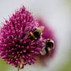 Searching for honey van Marco de Groot