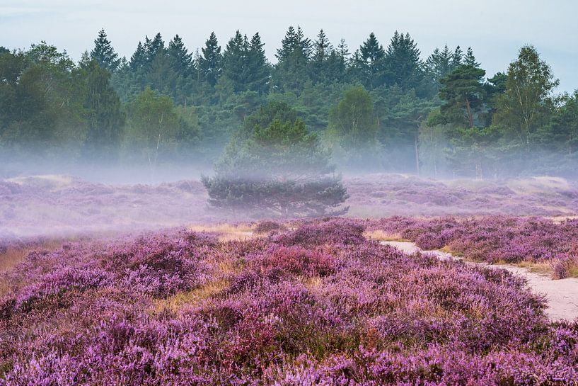 A misty heath by zeilstrafotografie.nl