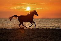 l'arabe au coucher du soleil