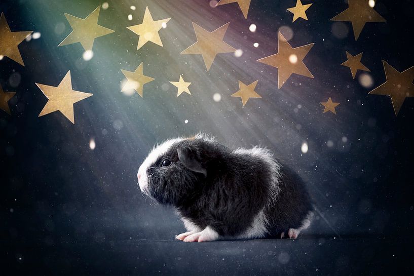 Baby guinea pig stars by Marloes van Antwerpen