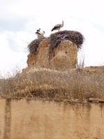 Het nest