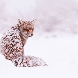 Vos in de sneeuw met besneeuwde vacht van Roeselien Raimond