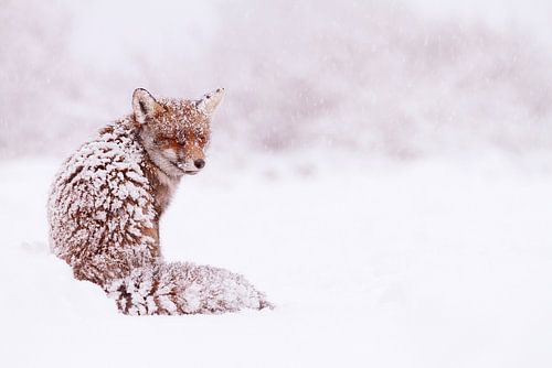 Fuchs im Schnee von Roeselien Raimond