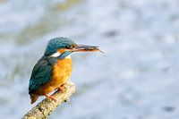 Kingfisher with fish