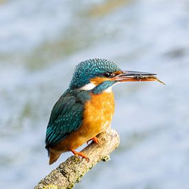 Eisvogel mit Fisch von Sylfari Photography