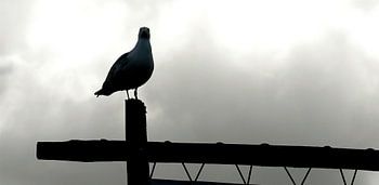 Diergaarde Blijdorp Rotterdam