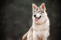 Caledonian wolfalike tamaskan hond