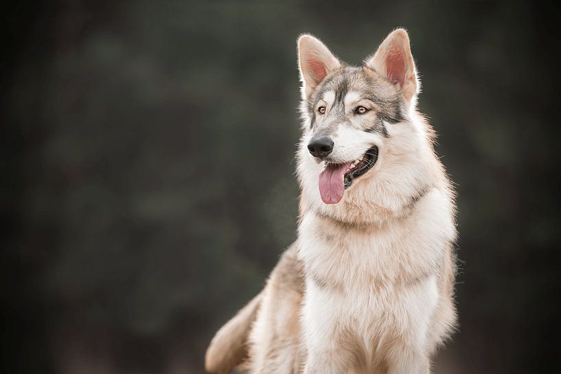 Caledonian wolfalike tamaskan hond van Sanne Harmsen