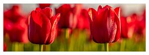 Tulipes, tulipes rouges aux Pays-Bas. sur Gert Hilbink