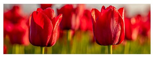 Tulips, red tulips in the Netherlands.