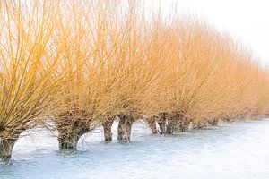 Hautes eaux dans la plaine d'inondation