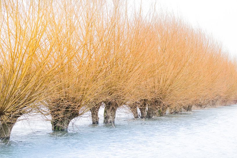 Hautes eaux dans la plaine d'inondation par Danny Slijfer Natuurfotografie
