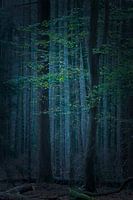 Mystic Forest