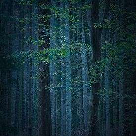 Forêt mystique sur Jacqueline Gerhardt