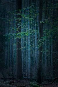 Forêt mystique