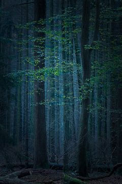 Mystischer Wald von Jacqueline Gerhardt