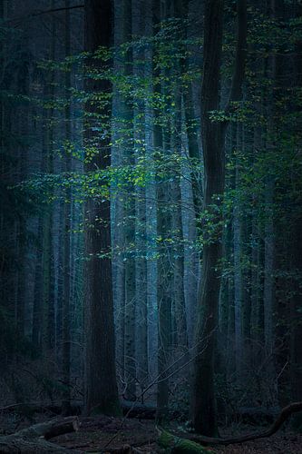 Mystischer Wald von Jacqueline Gerhardt