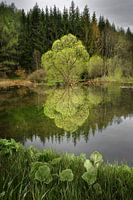 arbre unique au bord de l'eau avec beaucoup de couleurs vertes,