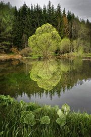 unieke boom aan water met veel groene kleuren, van Michel Mabille