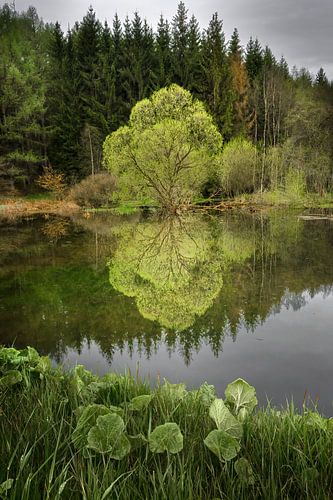 unique tree by water with lots of green colours,