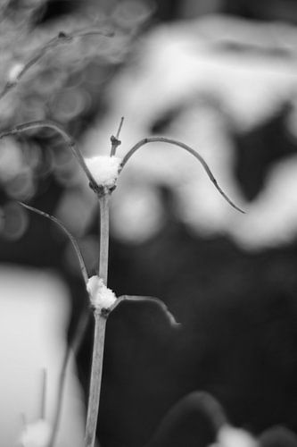 Winter tuin