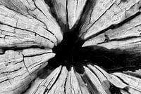 Stump