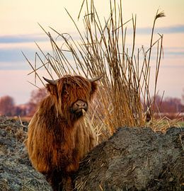 Scottish highlander by Nettefotos