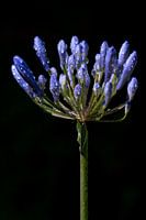 Fleur en bouton du lys africain