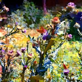 Kleurrijke vlinders en distels van Mad Dog Art