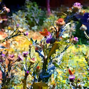 Farbenfrohe Schmetterlinge und Disteln