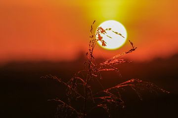 Grashalm in de avondzon van Henk Cruiming