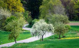 Arbre à fleurs blanches sur une route de campagne sinueuse