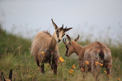 Gemzen (Rupicapra rupicapra) Vogezen, Frankrijk