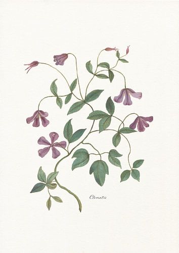 Clematis von Walljar