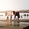 IJslandse paarden op het strand van IJsland van Melissa Peltenburg