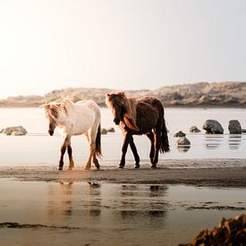 IJslandse paarden op het strand van IJsland van Melissa Peltenburg