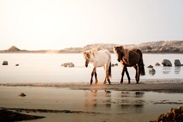 IJslandse paarden op het strand van IJsland