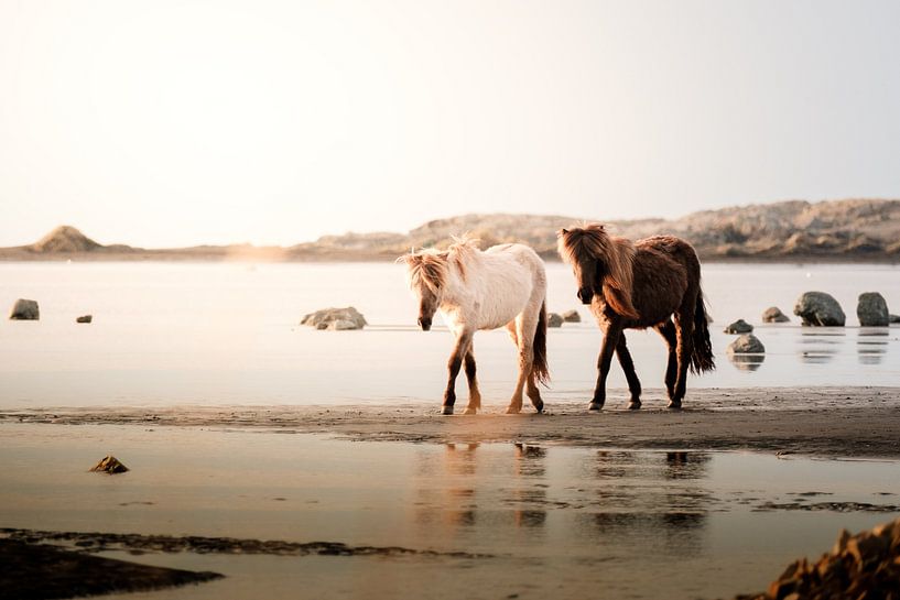 Islandpferde am Strand in Island von Melissa Peltenburg