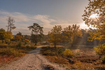 Brunssummerheide par une belle journée d'automne ensoleillée sur John van de Gazelle fotografie