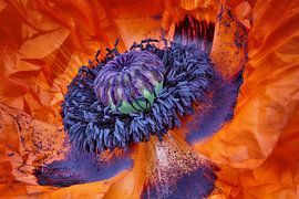 P A P A V E R van Thomas Herzog