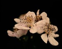 Brombeere blühen