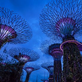 Gardens by the bay, Singapore sur Rietje Bulthuis