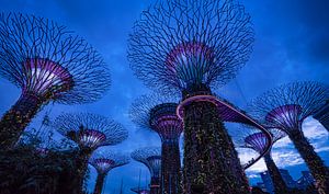Gardens by the bay, Singapore