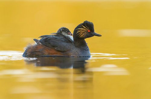 Black-necked Grebe swims in golden water with young on her/his back 