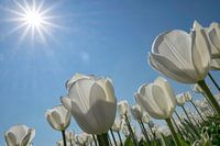 Witte tulpen in de zon
