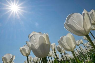 Witte tulpen in de zon