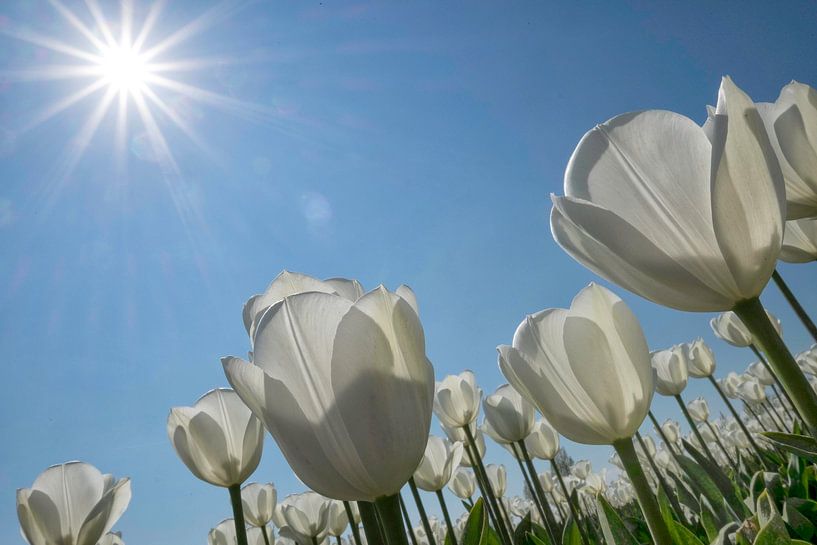 Witte tulpen in de zon by Ruud van der Lubben