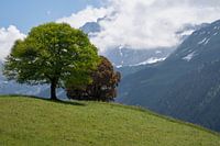 Two trees in the Swiss Alps.