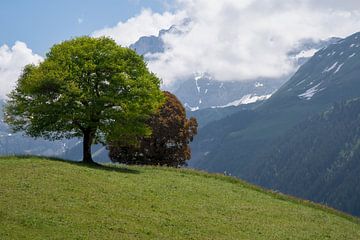 Twee bomen in de Zwitserse Alpen. van Nordic Niels